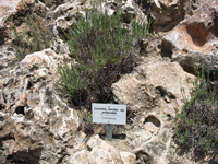 ACTIVITATS COSMOF&Iacute;SICA-ROCALLA